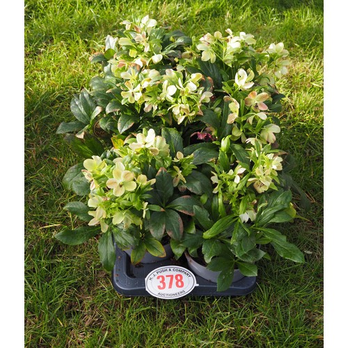 378 - Helleborus - 6