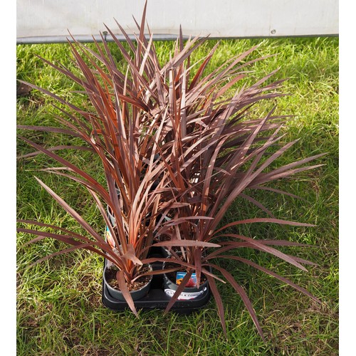 379 - Cordyline - 10