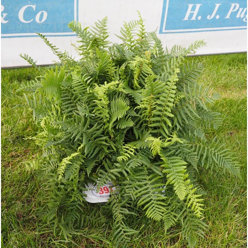 391 - Hardy Ferns - 6