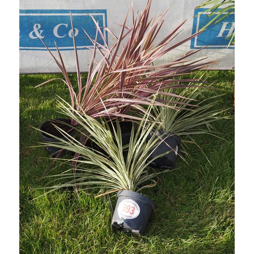 393 - Cordyline mix - 4