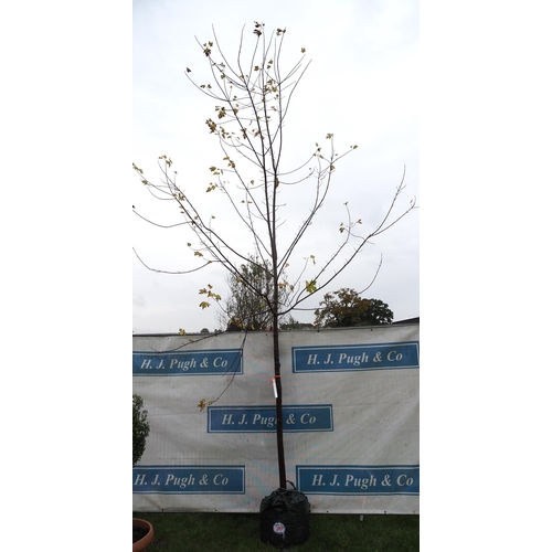 397 - Acer Celebration 14ft - 1