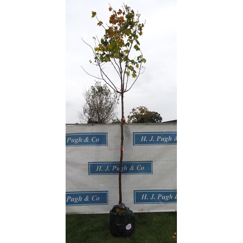 398 - Acer Gold 14ft - 1