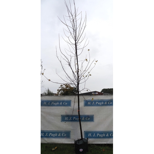 400 - Acer Celebration 16ft - 1