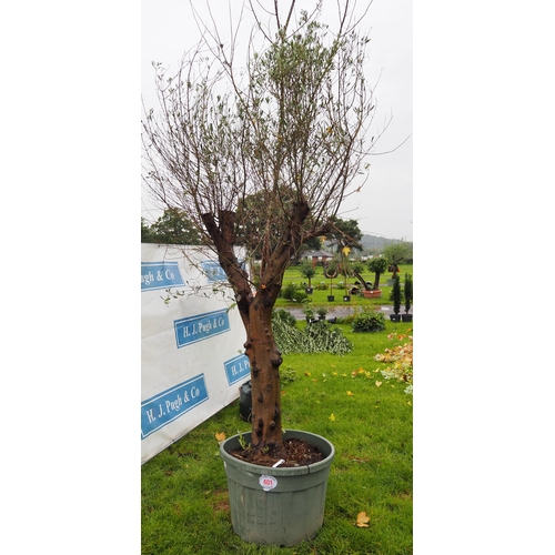 401 - Specimen Olive tree 10ft - 1