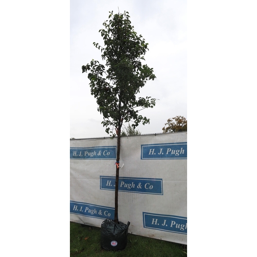 402 - Pyrus Chanticleer 15ft - 1