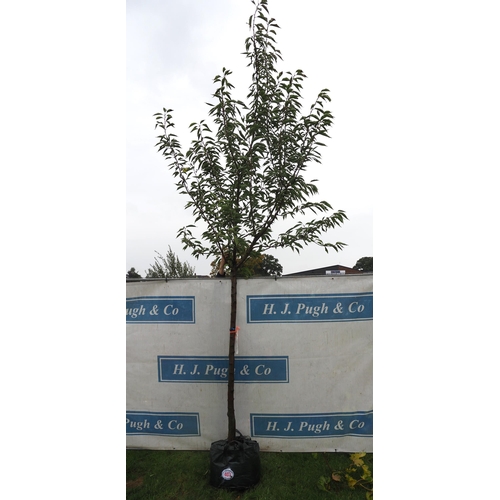 403 - Prunus Sunset 14ft - 1