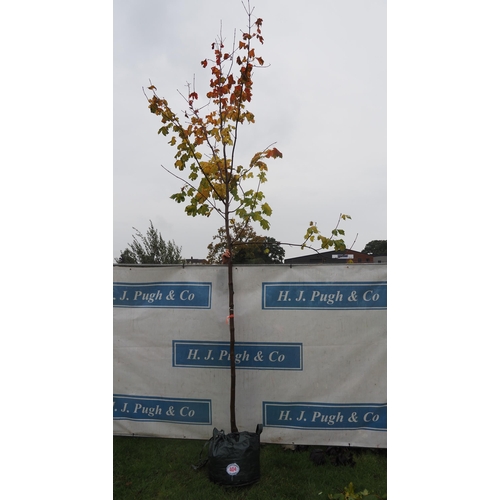 404 - Acer Gold 14ft - 1