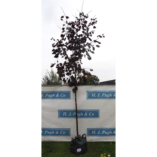 405 - Acer Crimson King 14ft - 1