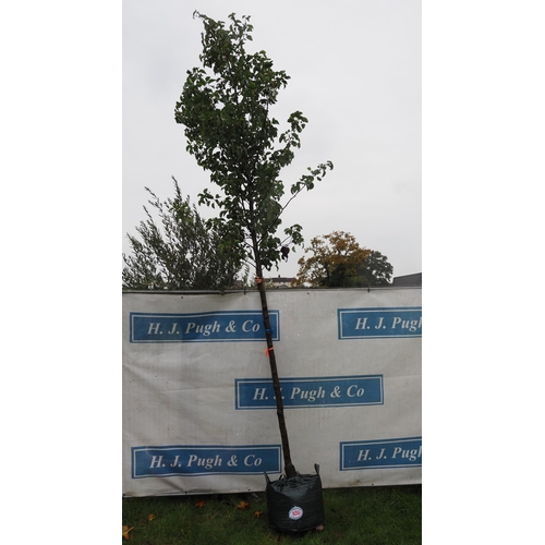 408 - Pyrus Chanticleer 14ft - 1