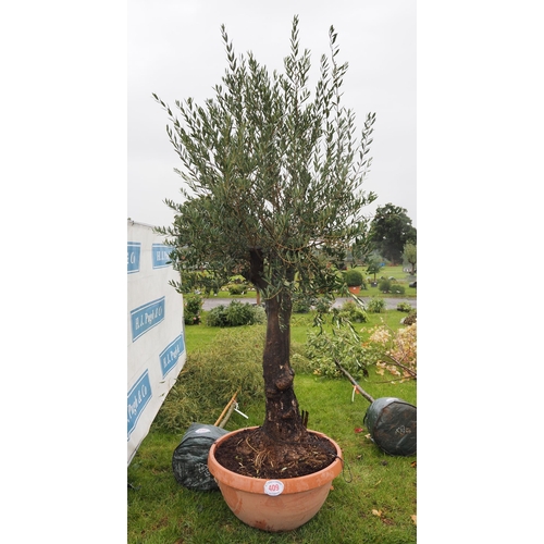 409 - Ancient Olive tree 9ft - 1