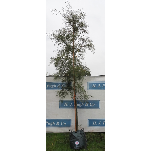 410 - Alnus 14ft - 1