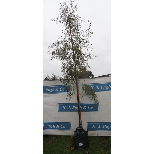 412 - Alnus 14ft - 1