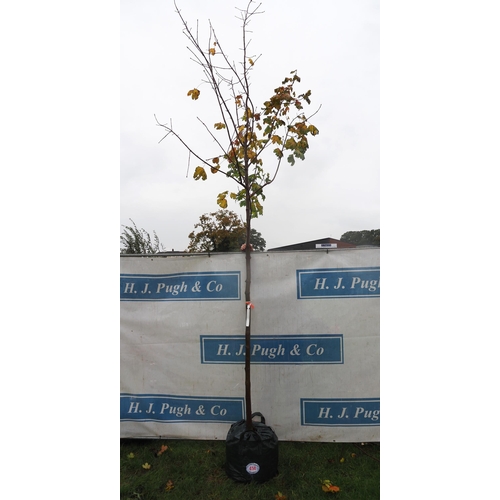 414 - Acer Gold 14ft - 1