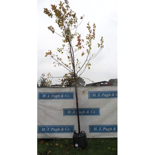 415 - Acer Celebration 14ft - 1