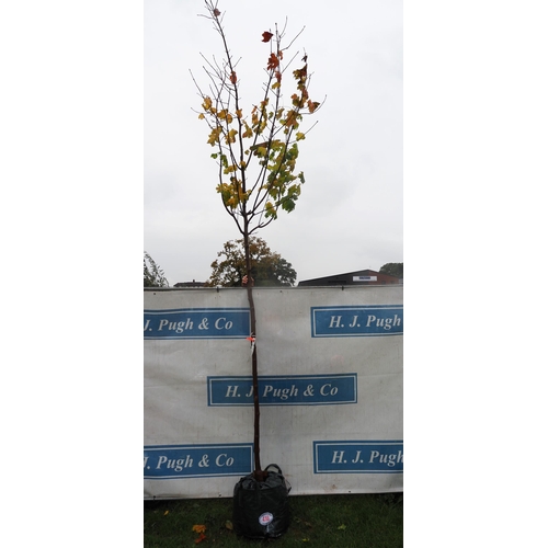 416 - Acer Gold 13ft - 1