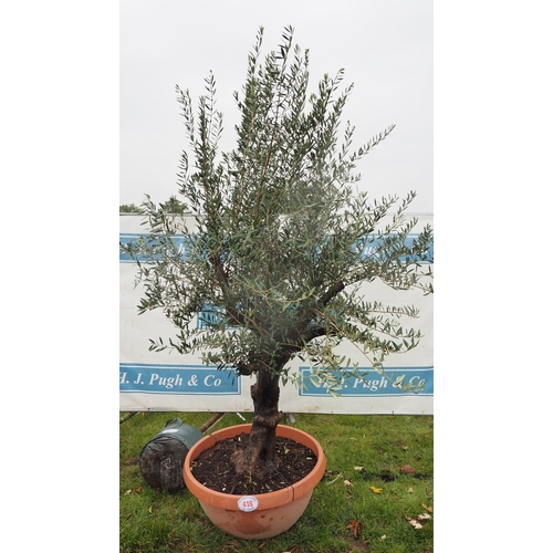 418 - Specimen Olive tree 8ft - 1