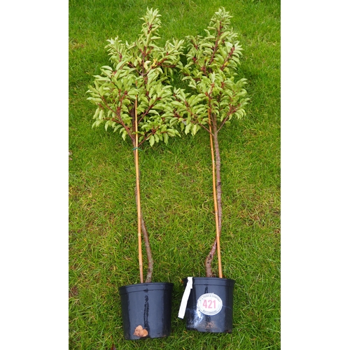 421 - Prunus 6ft - 2