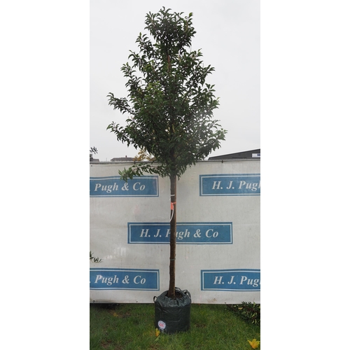 424 - Prunus Brenelia 10ft - 1