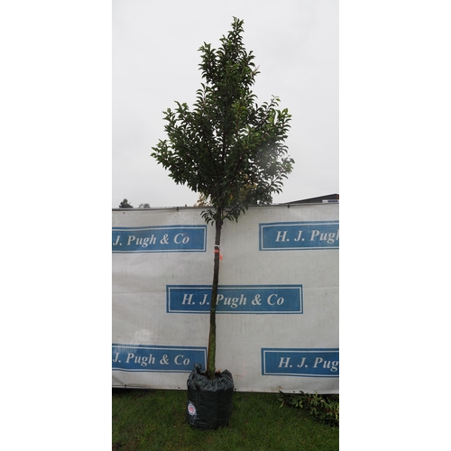 425 - Prunus Brenelia 10ft - 1