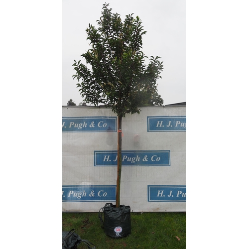 426 - Prunus Brenelia 10ft - 1