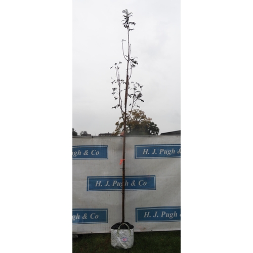 427 - Sorbus 12ft - 1