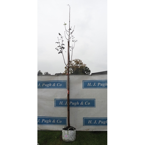 428 - Sorbus 12ft - 1