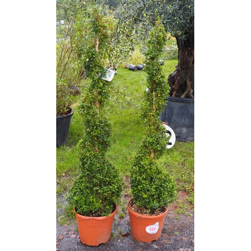 486 - Spiral buxus 5ft -2