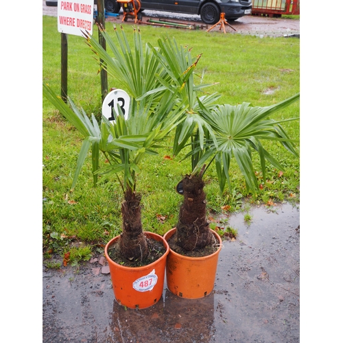 487 - Hardy palms 3ft -2