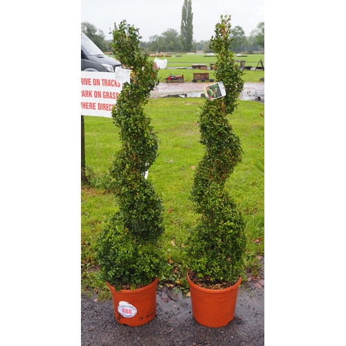 488 - Spiral buxus 5ft -2