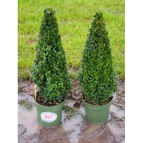 491 - Pyramid buxus -2