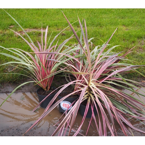 493 - Cordyline - 4