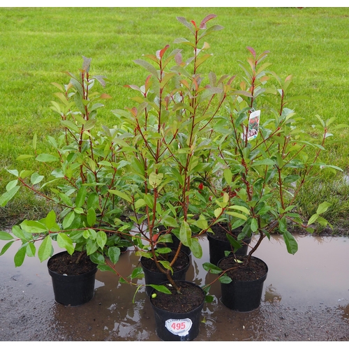 495 - Photinia - 7