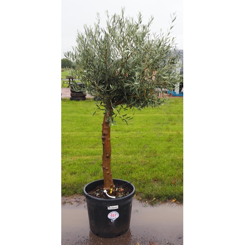 497 - Standard olive 7ft