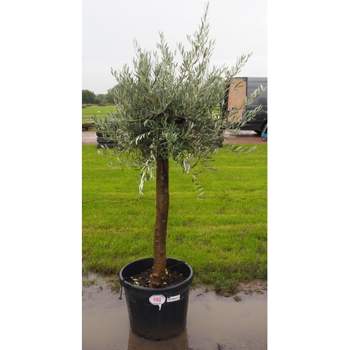 498 - Standard olive 7ft