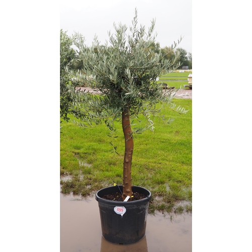 499 - Standard olive 7ft