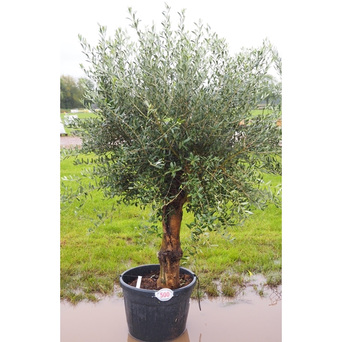 500 - Standard olive 7ft