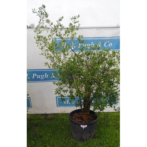 476 - Standard Olive tree 6ft - 1