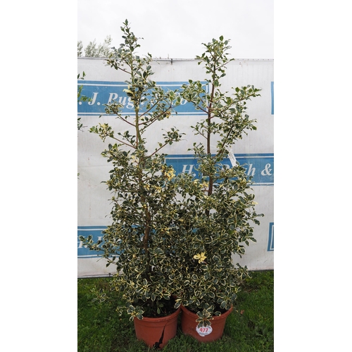 477 - Ilex 6ft - 2