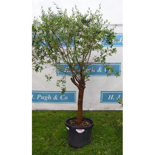 478 - Standard Olive tree 6ft - 1