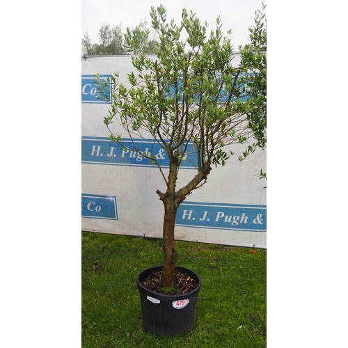 479 - Standard Olive tree 6ft - 1