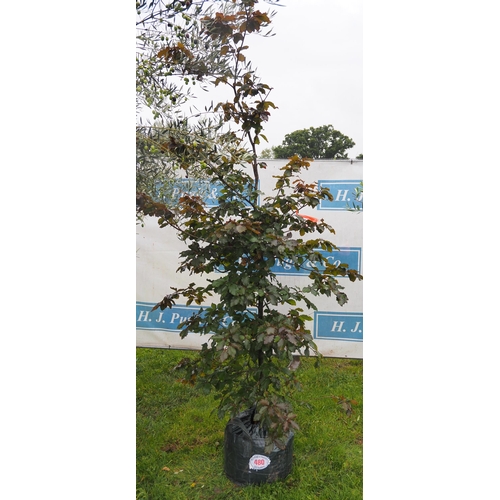 480 - Fagus 6ft - 1