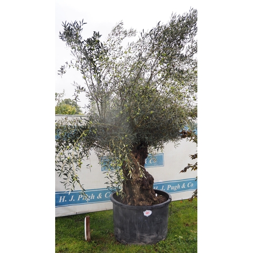 481 - Ancient Olive tree laden with fruit 10ft - 1