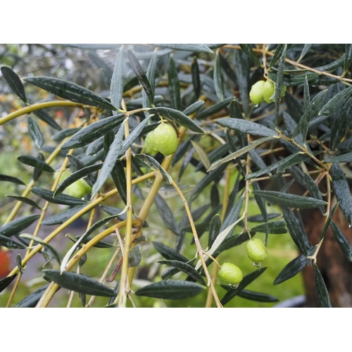 481 - Ancient Olive tree laden with fruit 10ft - 1