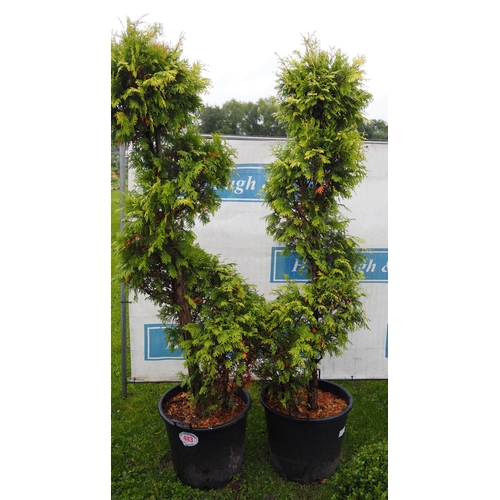 483 - Spiral Thuja 8ft - 2