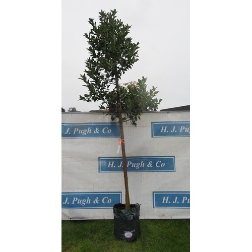 429 - Ilex Chestnut Leaf 12ft - 1