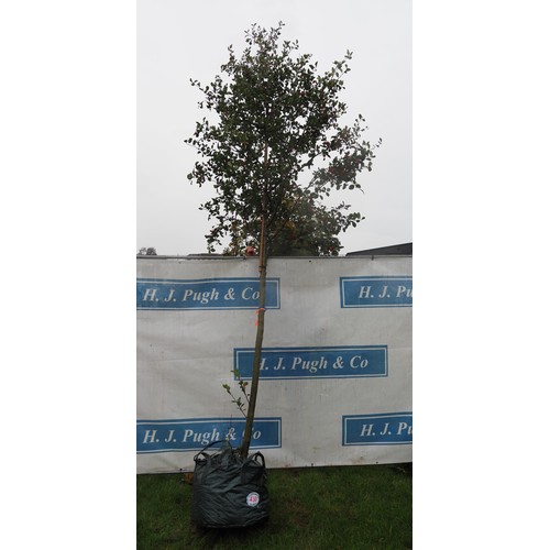 430 - Crataegus 14ft - 1