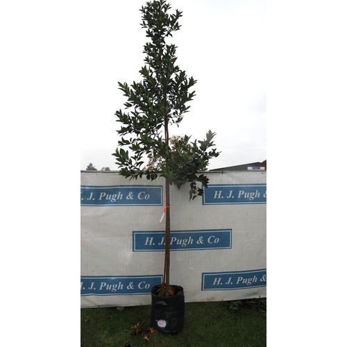 431 - Ilex Chestnut Leaf 12ft - 1