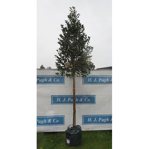 432 - Ilex Chestnut Leaf 12ft - 1