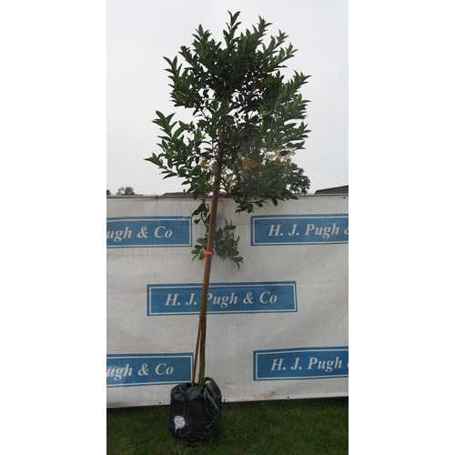 433 - Ilex Chestnut Leaf 12ft - 1