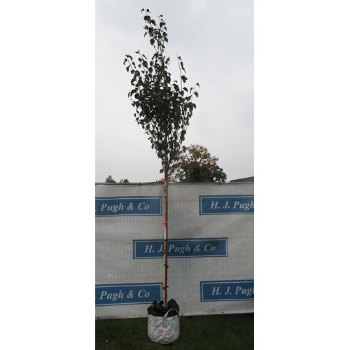 434 - Betula Fascination 11ft - 1